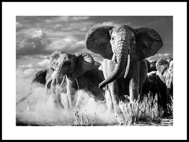 elefanter_30x40_WEBB.jpg